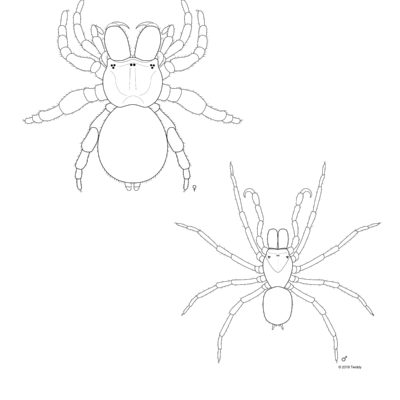 Missulena occatoria, Mouse Spider. 2019. Arachtober Series