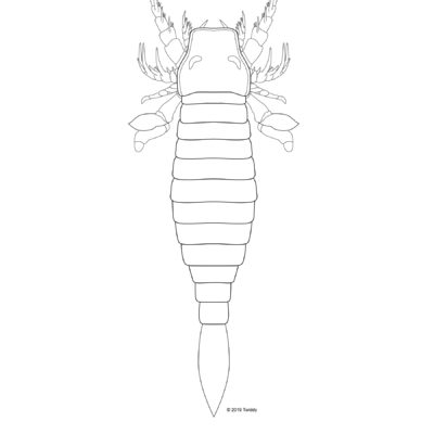 Pentecopterus decorahensis, Sea Scorpion. 2019. Arachtober Series