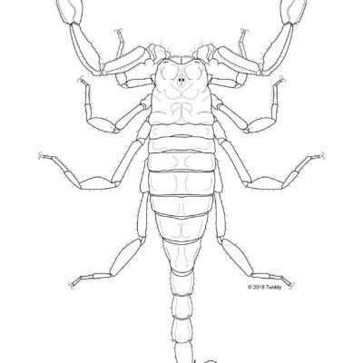 Pseudouroctonus reddelli, Texas Cave Scorpion. 2019