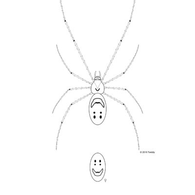 Theridion grallator, Happy-Face Spider,  nananana makakiʻi (Hawaiian). 2019. Arachtober Series