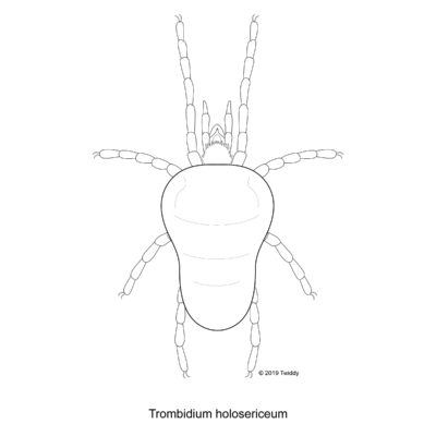 Trombidium holosericeum, Red Velvet Mite. 2019