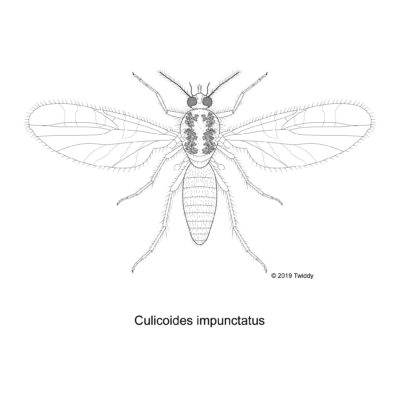 Culicoides impunctatus, Highland Midge. 2019