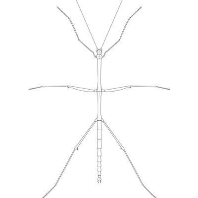 Diapheromera femorata, Northern Walkingstick. 2019