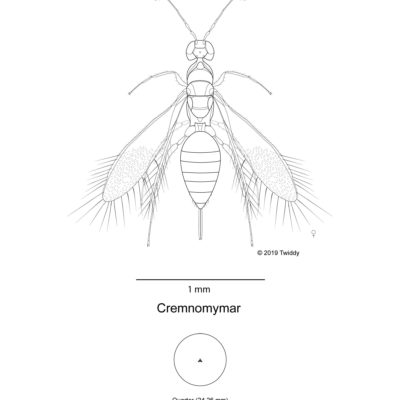 Cremnomymar, Fairy Fly. 2019