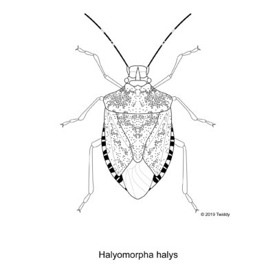 Halyomorpha halys, Brown Marmorated Stink Bug. 2019