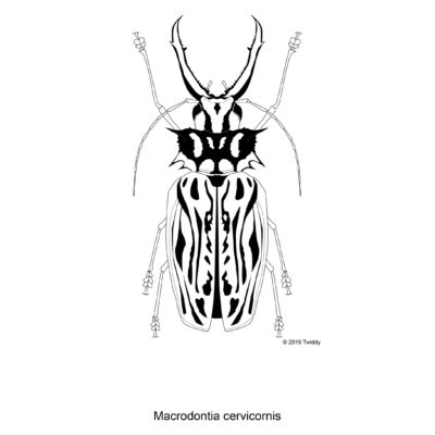 Macrodontia cervicornis, Sabertooth Longhorn Beetle. 2019