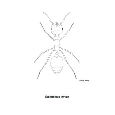 Solenopsis invicta, Fire Ant. 2020