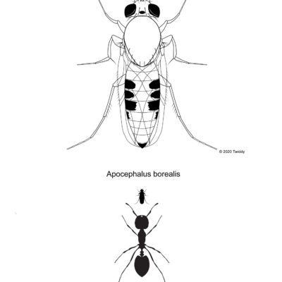 Apocephalus borealis, Phorid Fly.  2020