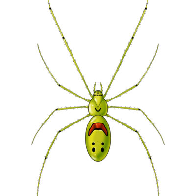 Theridion grallator, Happy-Face Spider (color). 2020. Arachtober Series