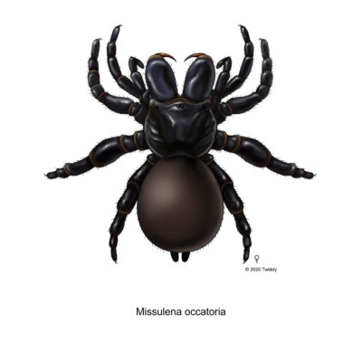 Missulena occatoria, Mouse Spider- female (color). 2020