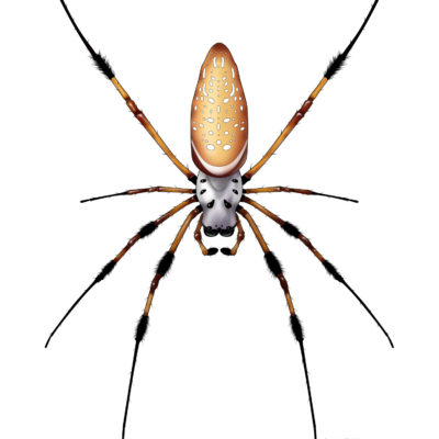 Nephilia clavipes, Golden Silk Orb Weaver (color). 2020