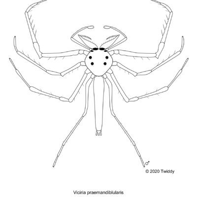 Viciria praemandibularis, Wide-Jawed Jumping Spider. 2020