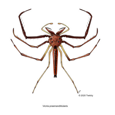 Viciria praemandibularis, Wide-Jawed Jumping Spider (color). 2020. Arachtober Series