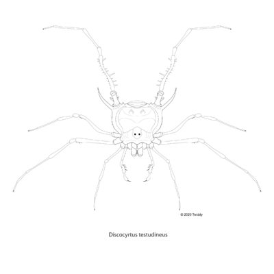 Discocyrtus testudineus, Gonyleptid Harvestman. 2020