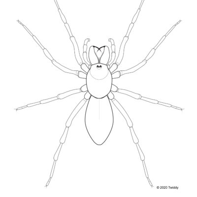 Dysdera crocata, Woodlouse Hunter. 2020