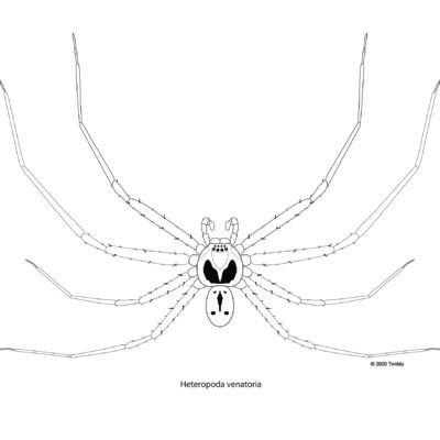 Heteropoda venatoria, Cane Spider. 2020. Arachtober Series