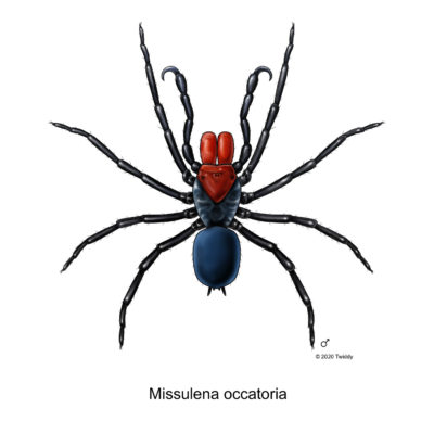 Missulena occatoria, Mouse Spider- male (color). 2020