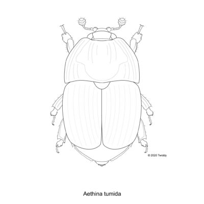 Aethina tumida, Small Hive Beetle. 2020