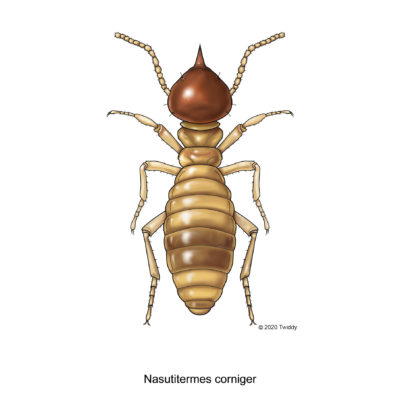 Nasutitermes corniger, Coneheaded Termite (color). 2020