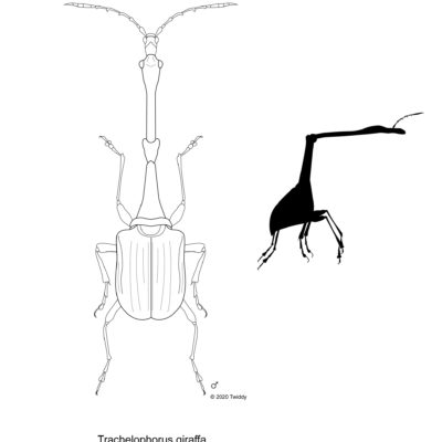 Trachelophorus giraffa, Giraffe Weevil; with lateral orientation detail. 2020