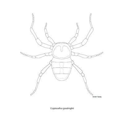 Cryptocellus goodnighti, Hooded Tickspider. 2021