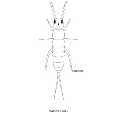 Isotoma viridis, Green Springtail. 2021