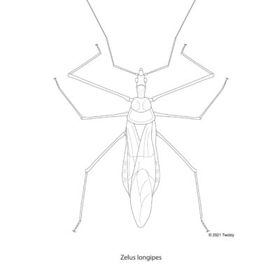Zelus longipes, Milkwood Assassin Bug. 2021