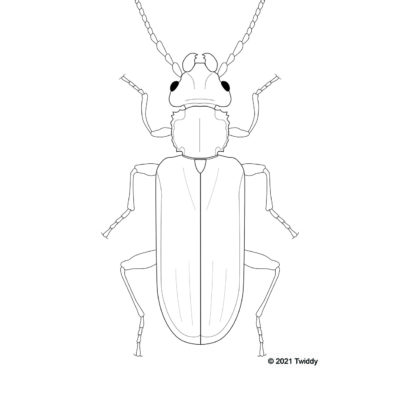 Cucujus tulliae, Flat Bark Beetle. 2021. Beetle Series