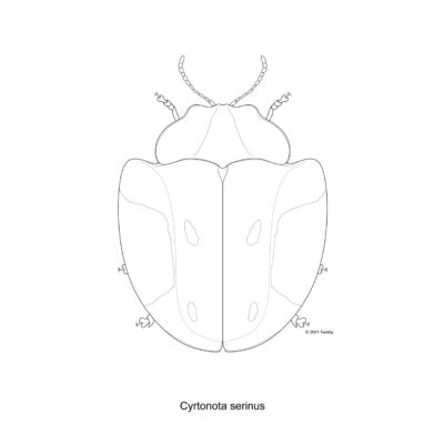 Cyrtonota serinus,Tortoise Beetle. 2021. Beetle Series