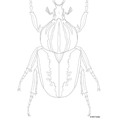Goliathus regius, Royal Goliath Beetle. 2021