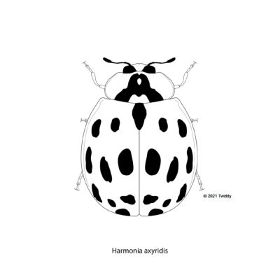 Harmonia axyrdis, Asian Lady Beetle. 2021