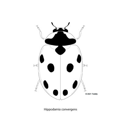 Hippodamia convergens, Convergent Ladybug. 2021