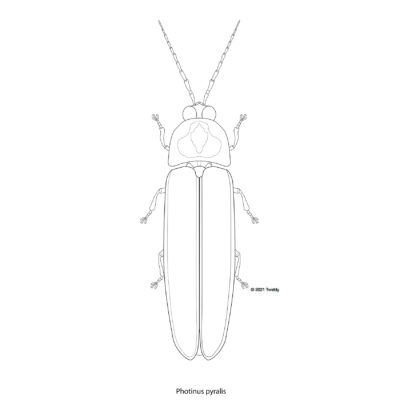 Photinus pyralis, Big Dipper Firefly. 2021. Beetle Series