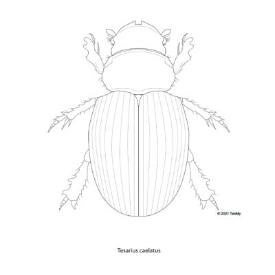 Tesarius caelatus, Dung Beetle. 2021