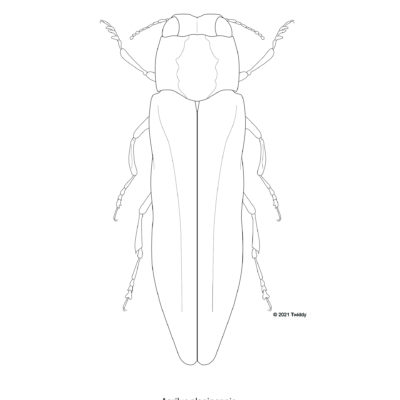 Agrilis planepennis, Emerald Ash Borer. 2021 