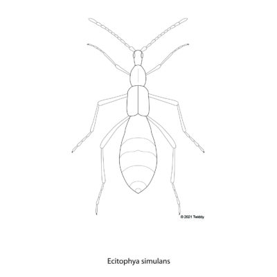 Ecitophya simulans, Ant Mimic Rover Beetle. 2021. Mimic Series