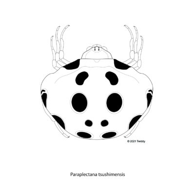 Paraplectana tsushimensis, Ladybug Mimic Spider. 2021. Mimics Series
