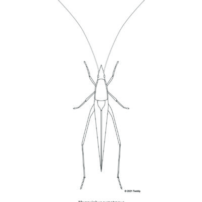 Macroxiphus sumatranus, Cone-Headed Katydid Adult. 2021
