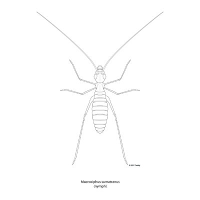 Macroxiphus sumatranus, Cone-Headed Katydid Nymph. 2021 Mimic Series
