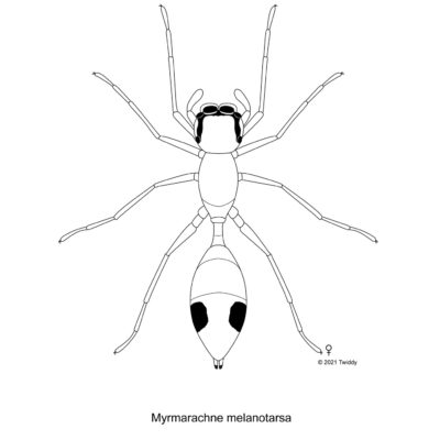 Myrmarachne melanotarsa, Ant Mimic Spider. 2021. Mimics Series