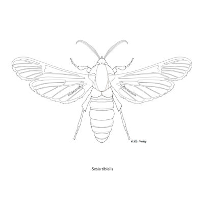 Sesia tibialis, American Hawk Moth. 2021. Mimic Series