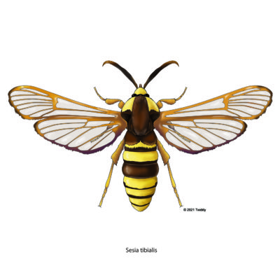 Sesia tibialis, American Hawk Moth (color). 2021. Mimic Series