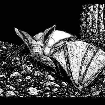Bat and Grasshopper. 2000