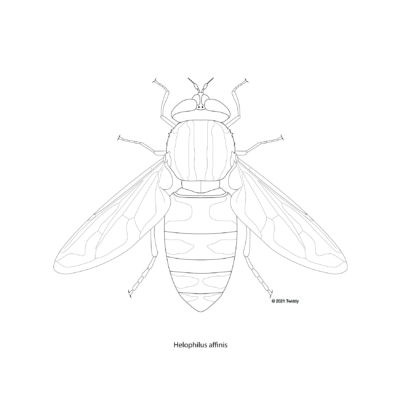 Heliophilus affinis, European Hoverfly. 2021. Mimic Series