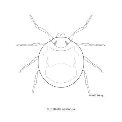 Nuttalliella namaqua, Tick. 2020.