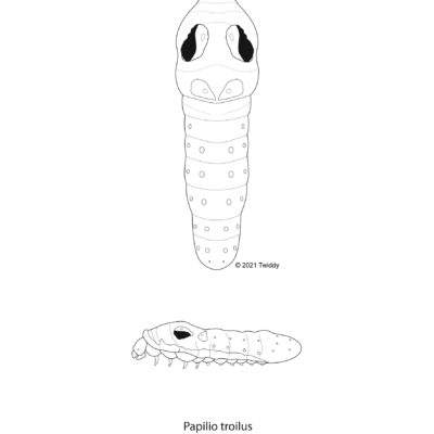 Papilio troilus, Spicebrush Swallowtail (caterpillar). 2021 Mimics series