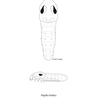 Papilio troilus, Spicebrush Swallowtail (caterpillar). 2021 Mimics series