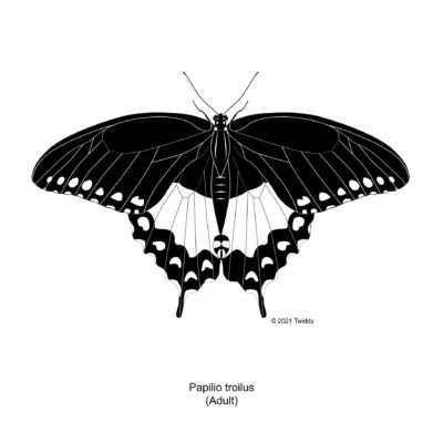 Papilio troilus, Spicebrush Swallowtail (adult). 2021