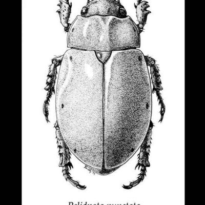 Pelidnota punctata, Grapevine Beetle. 2000