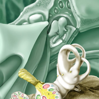 Model of the Inner Ear- catalog image. 2000